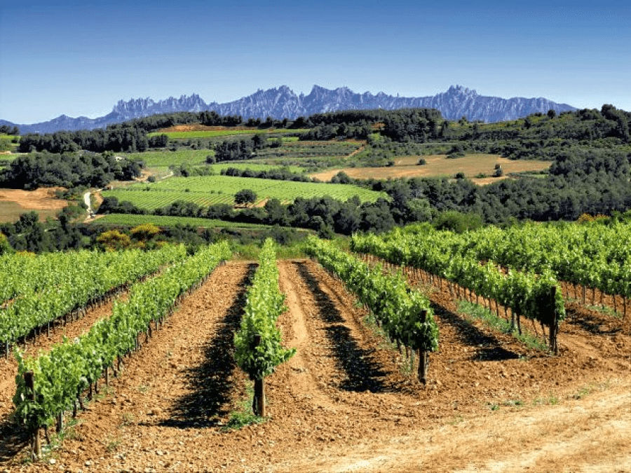 Catalunya és terra de vins