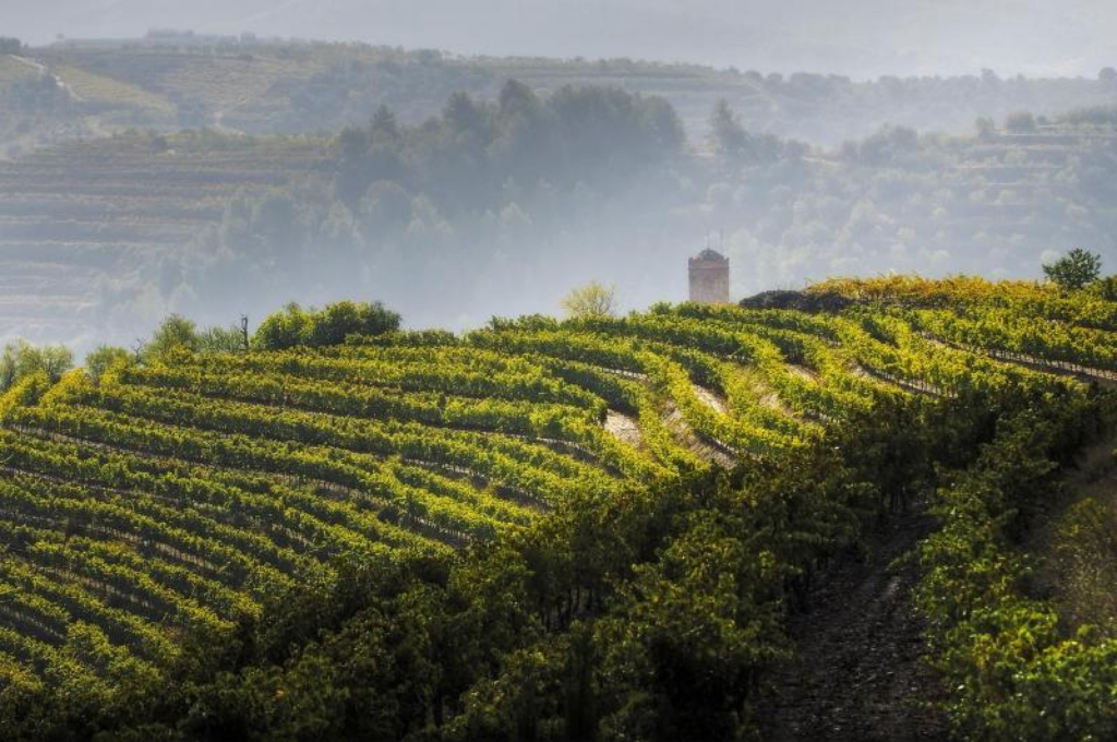 Catalunya és terra de vins