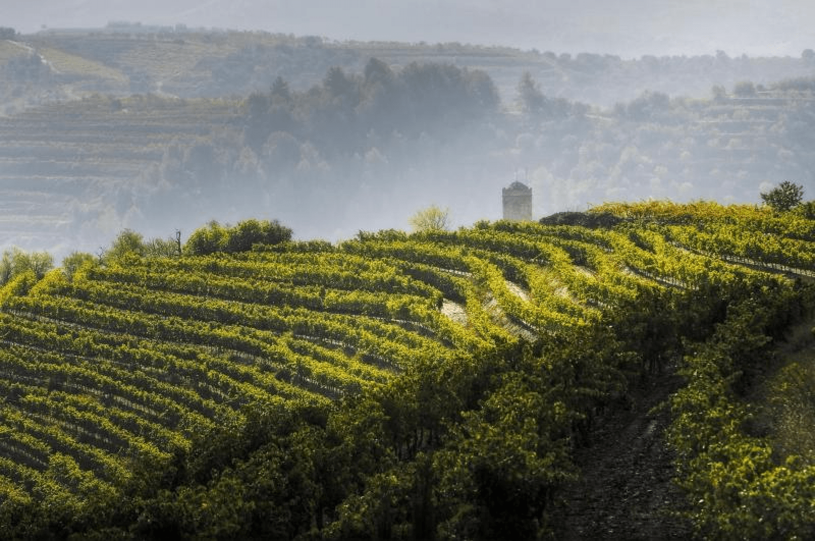 Catalunya és terra de vins