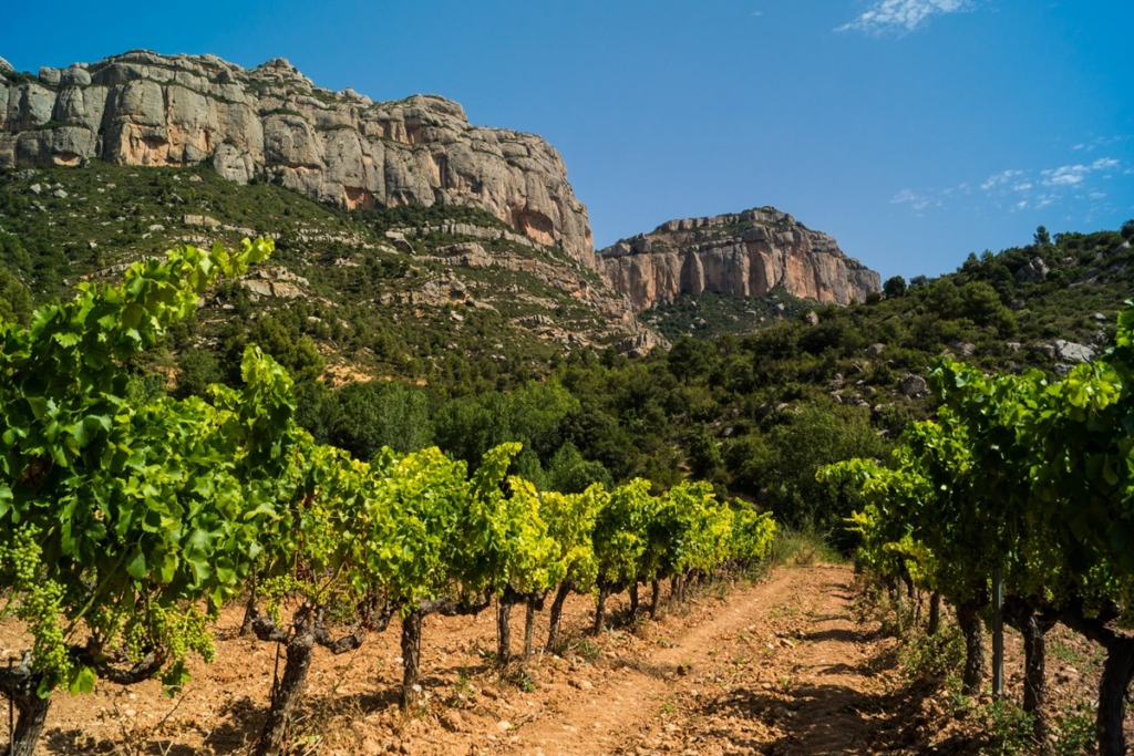 Catalunya és terra de vins