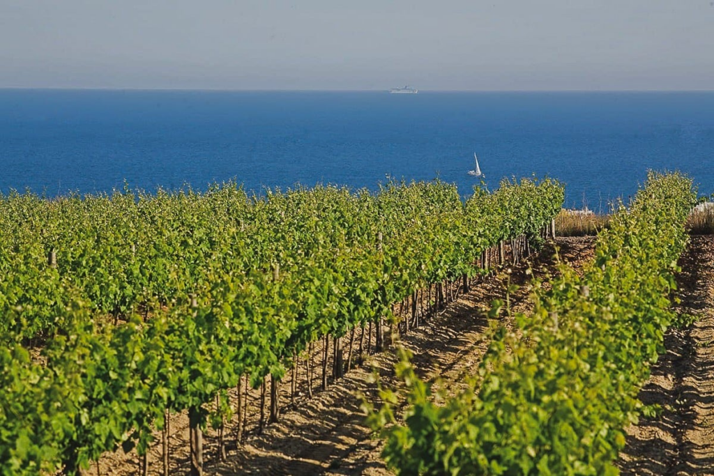 Catalunya és terra de vins