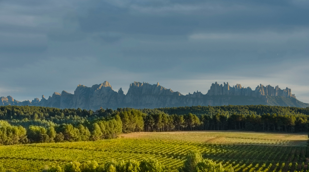 Catalunya és terra de vins