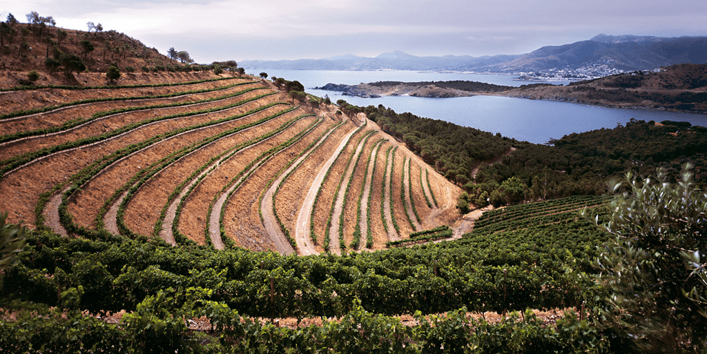 Catalunya és terra de vins