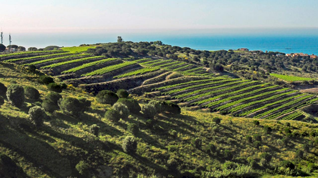 Catalunya és terra de vins