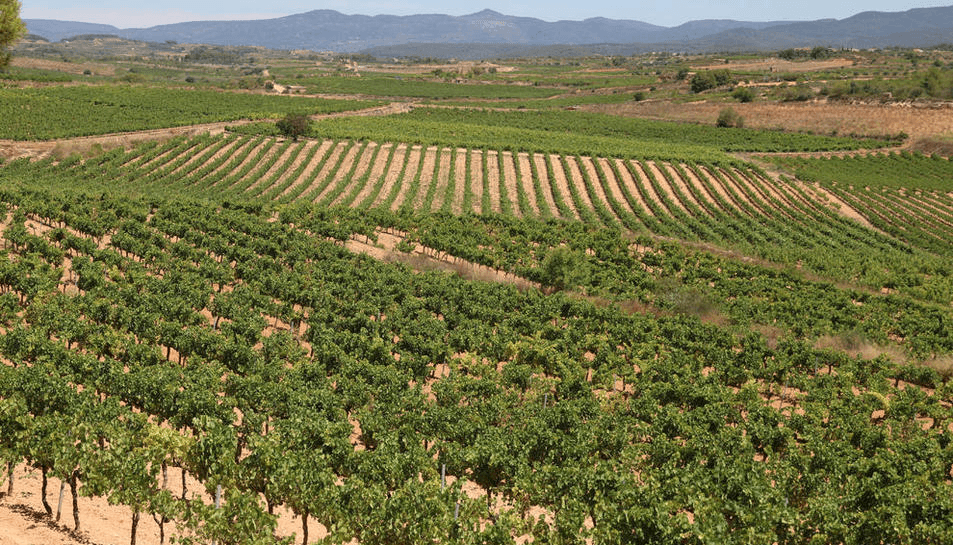 Catalunya és terra de vins