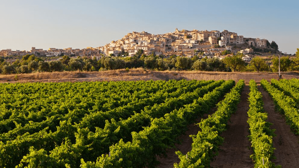 Catalunya és terra de vins